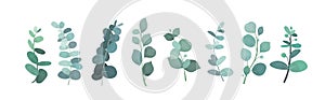 Vector illustration of eucalyptus silver greenery set, leaves and branches for decoration of greeting cards and