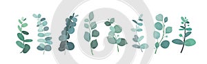 Vector illustration of eucalyptus silver greenery set, leaves and branches for decoration of greeting cards and photo