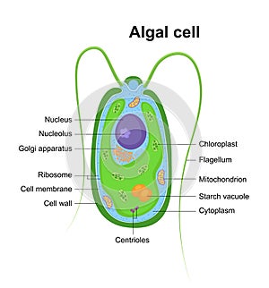 Vector illustration of Eukaryotic Algal Cell. Educational infographic. Anatomy