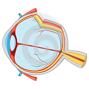 Vector Illustration Of Eye Anatomy