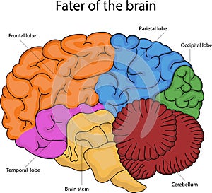 Vector illustration of the fate of the brain.