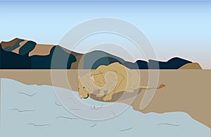 Vector illustration of a female lioness at watering places