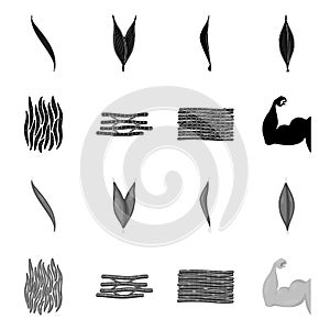 Vector illustration of fiber and muscular logo. Collection of fiber and body vector icon for stock.