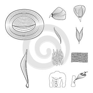 Vector illustration of fiber and muscular sign. Collection of fiber and body stock vector illustration.