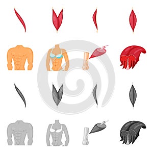 Vector illustration of fiber and muscular symbol. Set of fiber and body vector icon for stock.