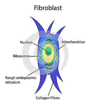 Vector illustration. Fibroblast is a dermis cell. Structure of Fibroblast cell. photo