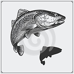 Vector illustration of a fish. Silhouette of fish.