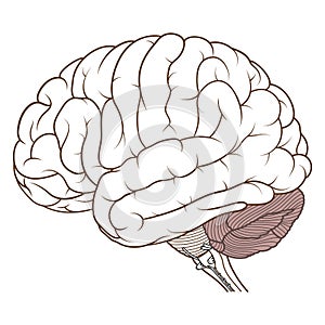 Coloured cerebellum of human brain anatomy side view flat photo