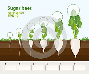 Vector illustration in flat style. Phases and stage of growth, development and productivity of sugar beet in the garden