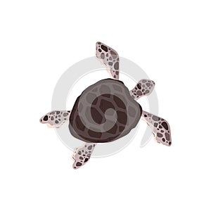 Vector illustration of a floating spotted sea turtle top view on a white background.