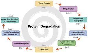 Vector Illustration of Flowchart of Protein Degradation Pathway in Molecular Biology on White Background. photo