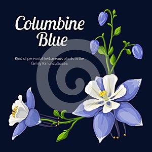 Vector illustration of a flower colombine blue