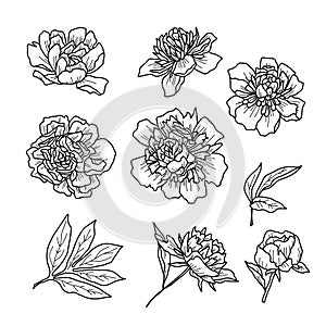 Vector illustration of flowers in doodle handdraw style.