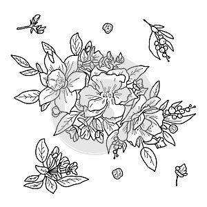 Vector illustration of flowers in doodle handdraw style.