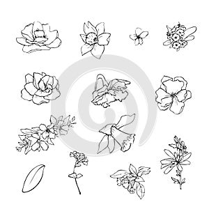 Vector illustration of flowers and leaves in doodle handdraw style