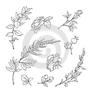 Vector illustration of flowers and leaves in doodle handdraw style