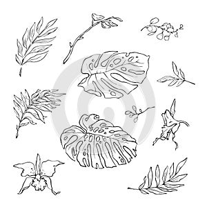 Vector illustration of flowers and leaves in doodle handdraw style