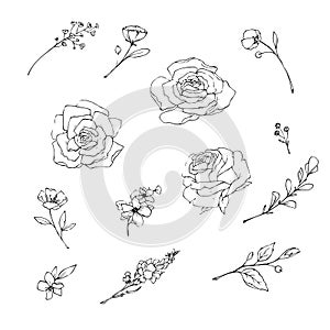 Vector illustration of flowers and leaves in doodle handdraw style