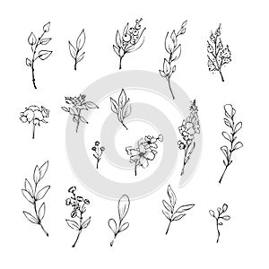 Vector illustration of flowers and leaves in doodle handdraw style