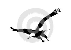 Vector illustration of flying bald eagle black and white