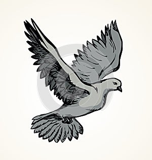 Vector illustration Flying dove