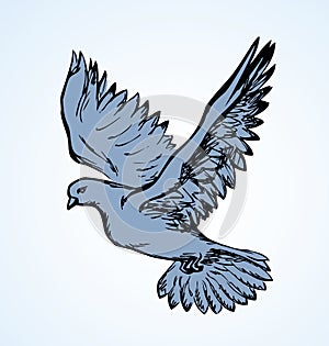 Vector illustration Flying dove