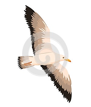 Vector illustration of a flying seagull isolated