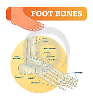 Vector illustration with foot bones. Medical diagram and educational scheme with tibia, fibula, malleous, talus and navicular.