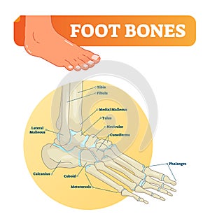 Vector illustration with foot bones. Medical diagram and educational scheme with tibia, fibula, malleous, talus and navicular. photo