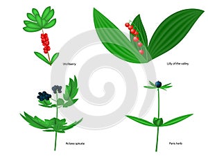 Vector illustration of forest poisonous berries