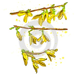 Vector Illustration. Forsythia flowers Golden-bell tree illustration with color. Set of yellow spring flowers