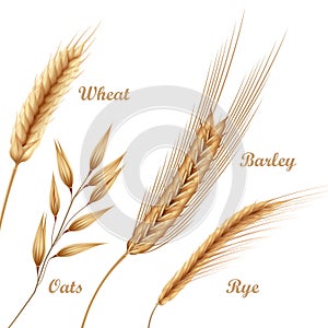Vector illustration of four agricultural crops, cereals set with wheat, oats, rye, barley in spikelets on background