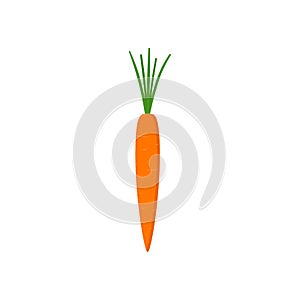 Vector illustration of fresh orange carrot with green leaves isolated on white