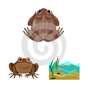 Vector illustration of frog and anuran sign. Set of frog and animal stock symbol for web. photo