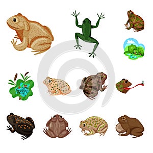 Vector illustration of frog and anuran symbol. Collection of frog and animal stock symbol for web. photo