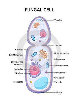 Vector illustration of the Fungal cell anatomy structure. Educational infographic