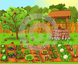 Vector illustration of garden with apple tree, old well and vegetables and fruits