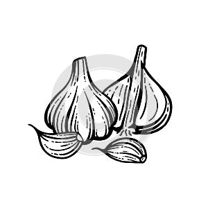 vector illustration of garlic on white background.