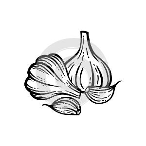 vector illustration of garlic on white background.