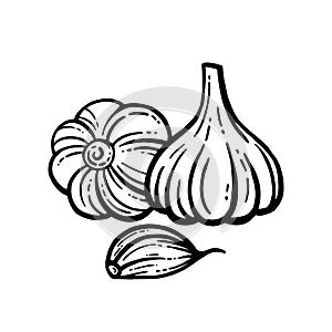 vector illustration of garlic on white background.