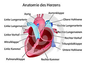 Vector illustration in german language with medical structure of heart