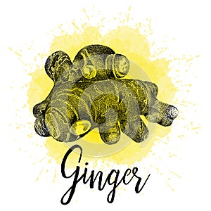 Vector illustration, ginger in hand drawn graphics
