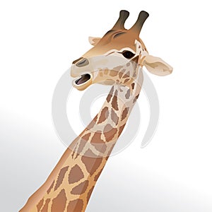 Vector illustration of a giraffe head