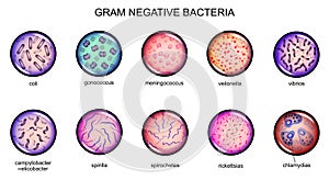 Gram negative bacteria photo