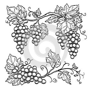 Vector illustration grape branches
