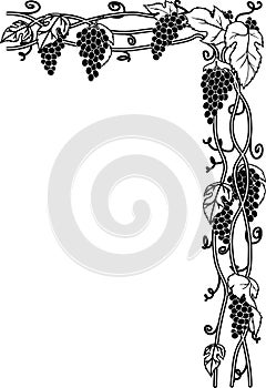 Grape Vines Illustration photo