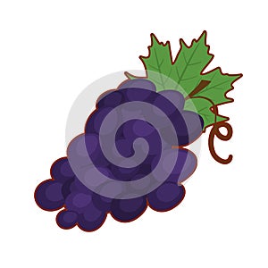 Vector illustration of grapes fruit