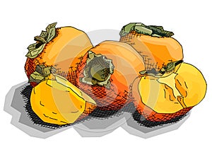 Vector illustration of drawing fruit persimmons.