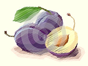 Vector illustration of drawing fruit plum.