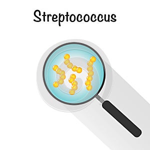 vector illustration graphic of the bacteria streptococcus magnified within a magnifying glass